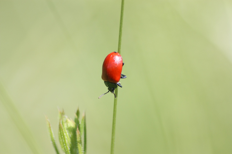 crisomelide da ID: Chrysomela populi